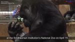 第1册第5单元视频材料 Baby Gorilla Born at National Zoo