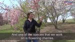 第1册第6单元视频材料 Cherry Blossoms Bloom at National Arboretum