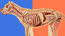 动物解剖